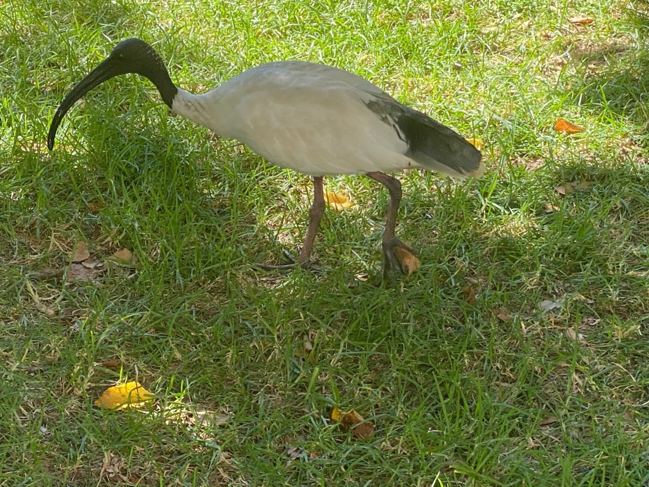 White Ibis in Big City Birds App spotted by Karen Cornelius on 28.02.2021