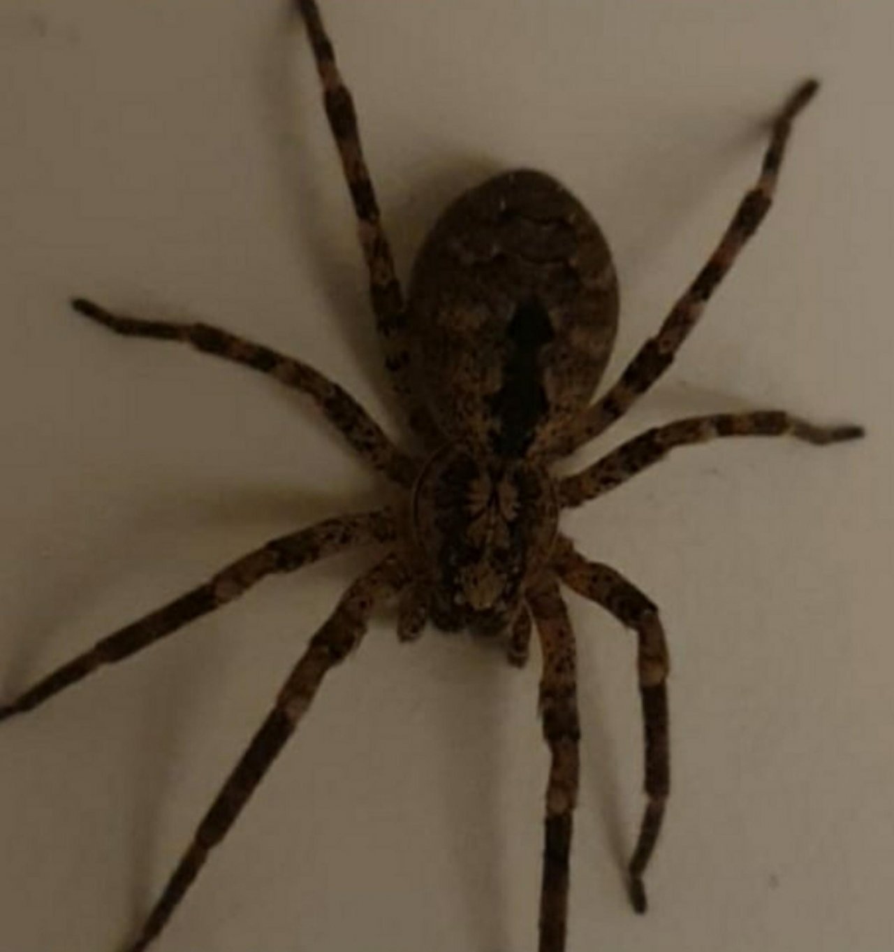 Spiny False Wolf Spider in SpiderSpotter App spotted by Henk Bloemsma on 15.12.2020