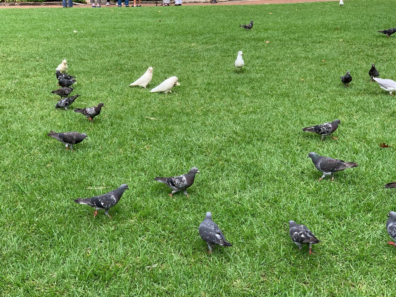 Little Corella in Big City Birds App spotted by Sean Serduk on 20.02.2021