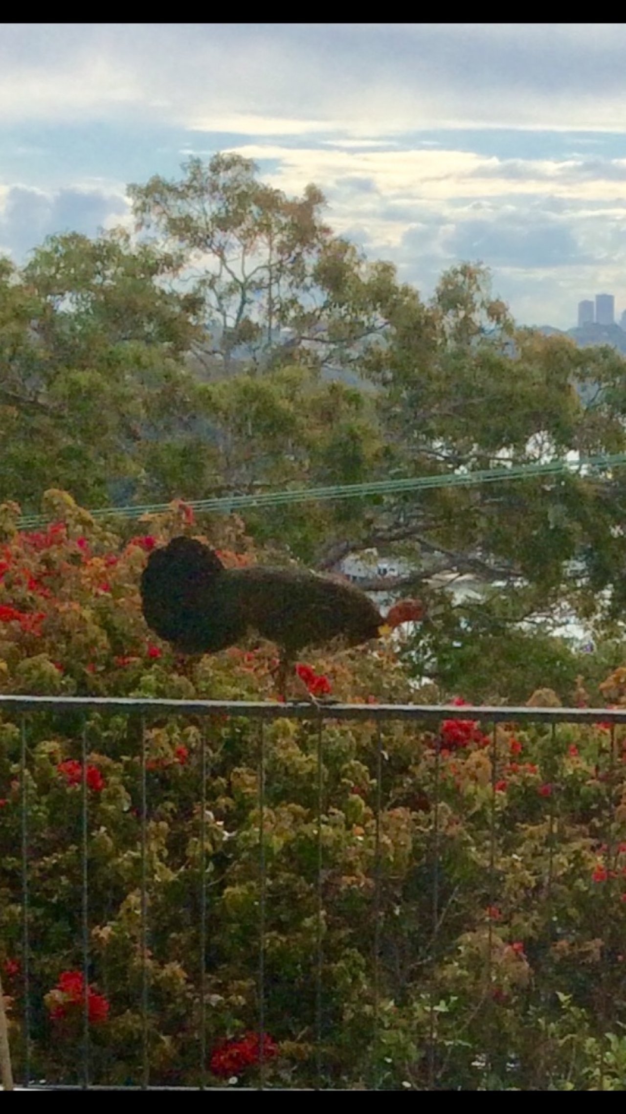 Brush-turkey in Big City Birds App spotted by ednaward on 28.12.2020