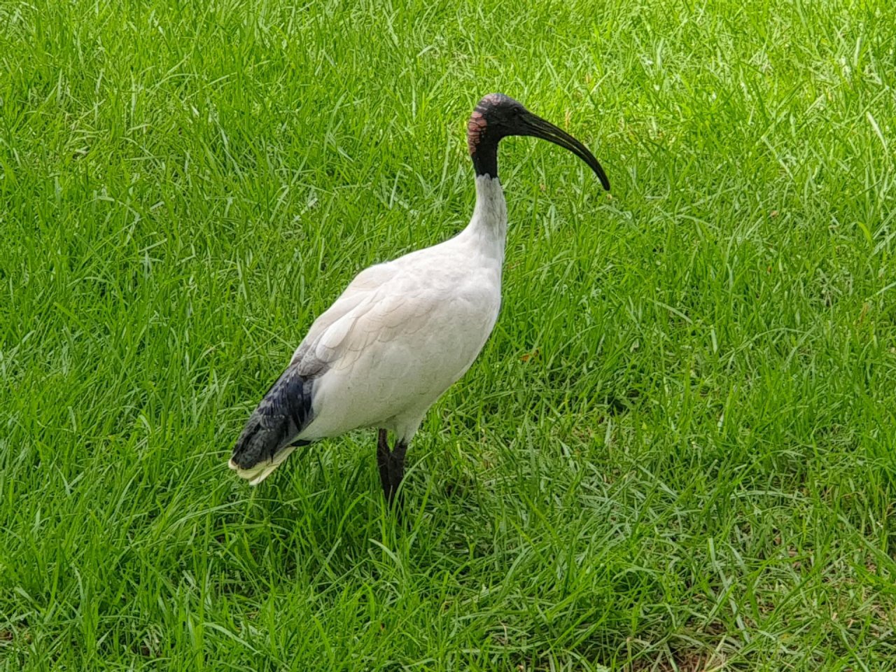 White Ibis in Big City Birds App spotted by Tom Massey on 06.03.2021