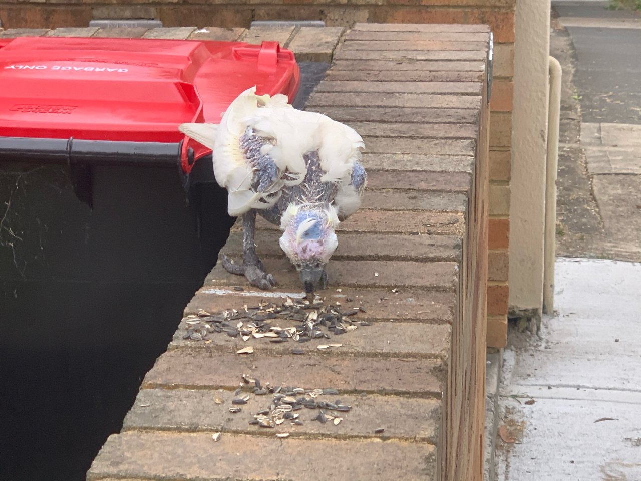 Sulphur-crested Cockatoo in Big City Birds App spotted by John Martin on 28.12.2020