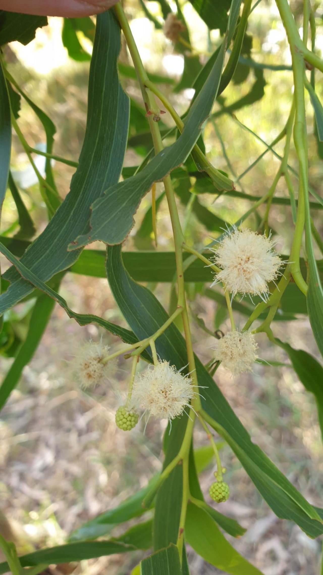 Golden Wattle in ClimateWatch App spotted by Jessica Walker on 24.01.2021