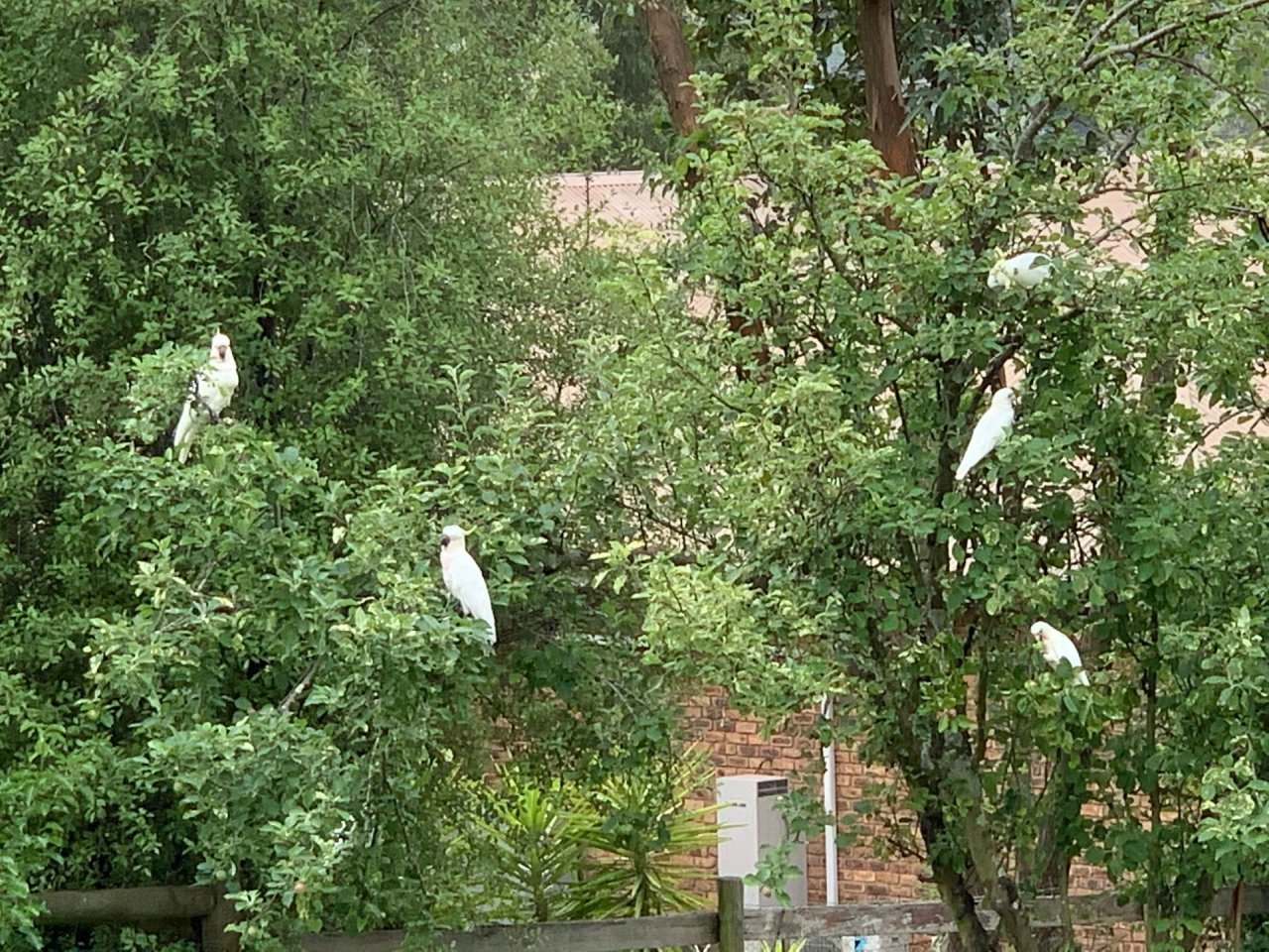 Sulphur-crested Cockatoo in Big City Birds App spotted by RosieCockatoo on 15.12.2020