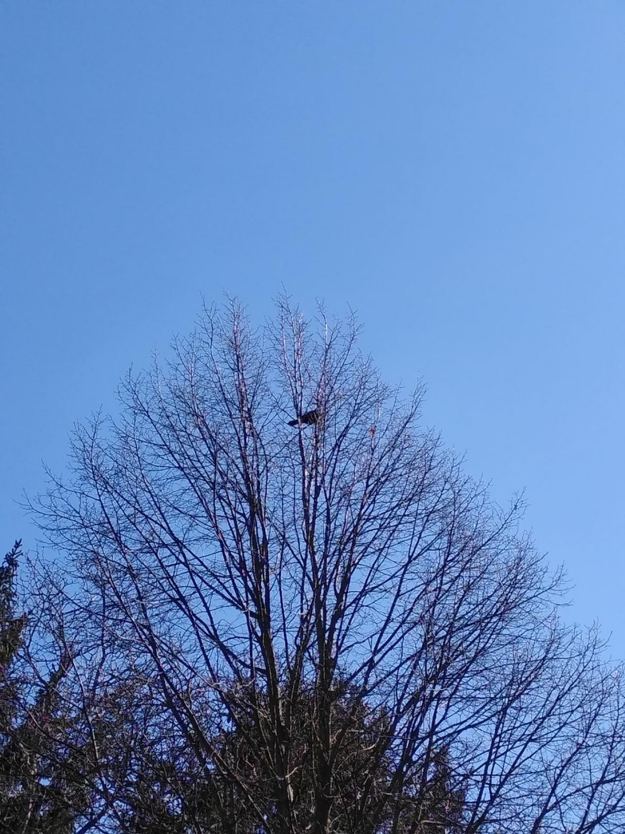 Carrion Crow in KraMobil App spotted by TheOSWR on 06.03.2021