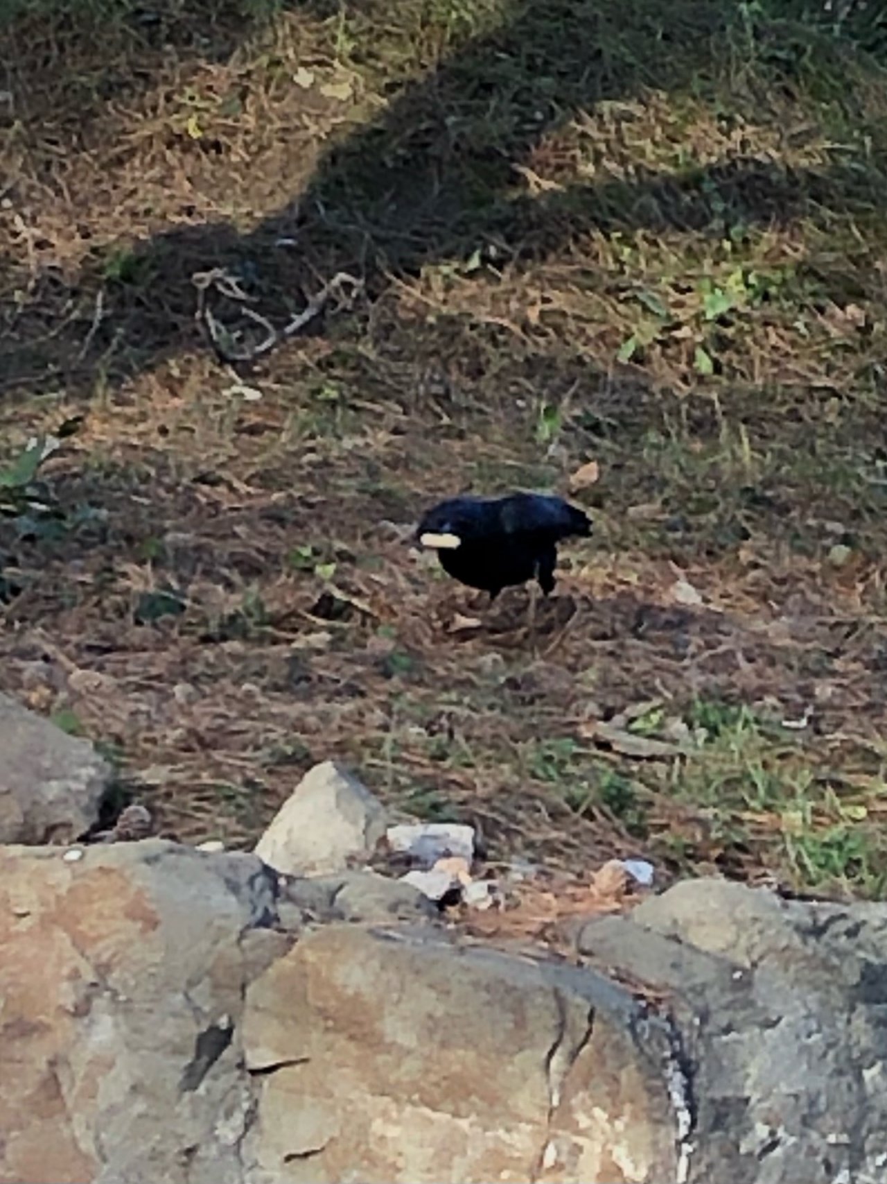 Carrion Crow in KraMobil App spotted by Krarin on 26.12.2020