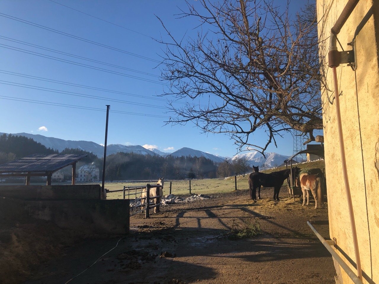 Zusammenhängende Schneedecke in Naturkalender App spotted by Morgentau on 26.12.2020