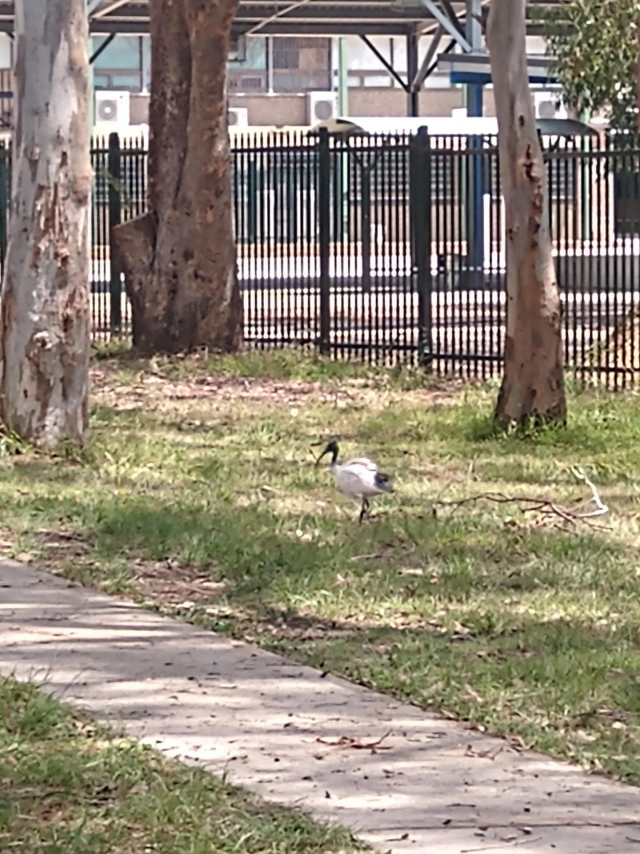 White Ibis in Big City Birds App spotted by Anna on 17.12.2020