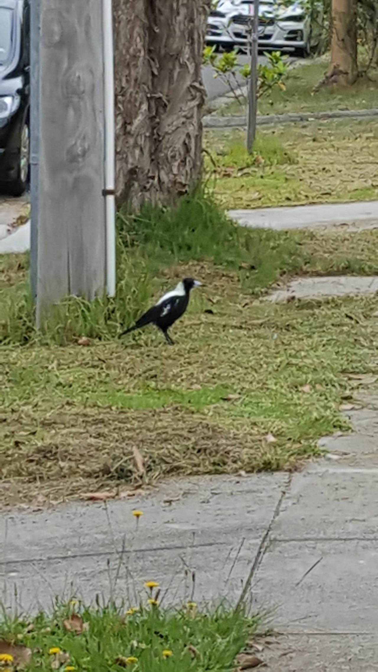 Australian Magpie in ClimateWatch App spotted by vnathan on 16.12.2020