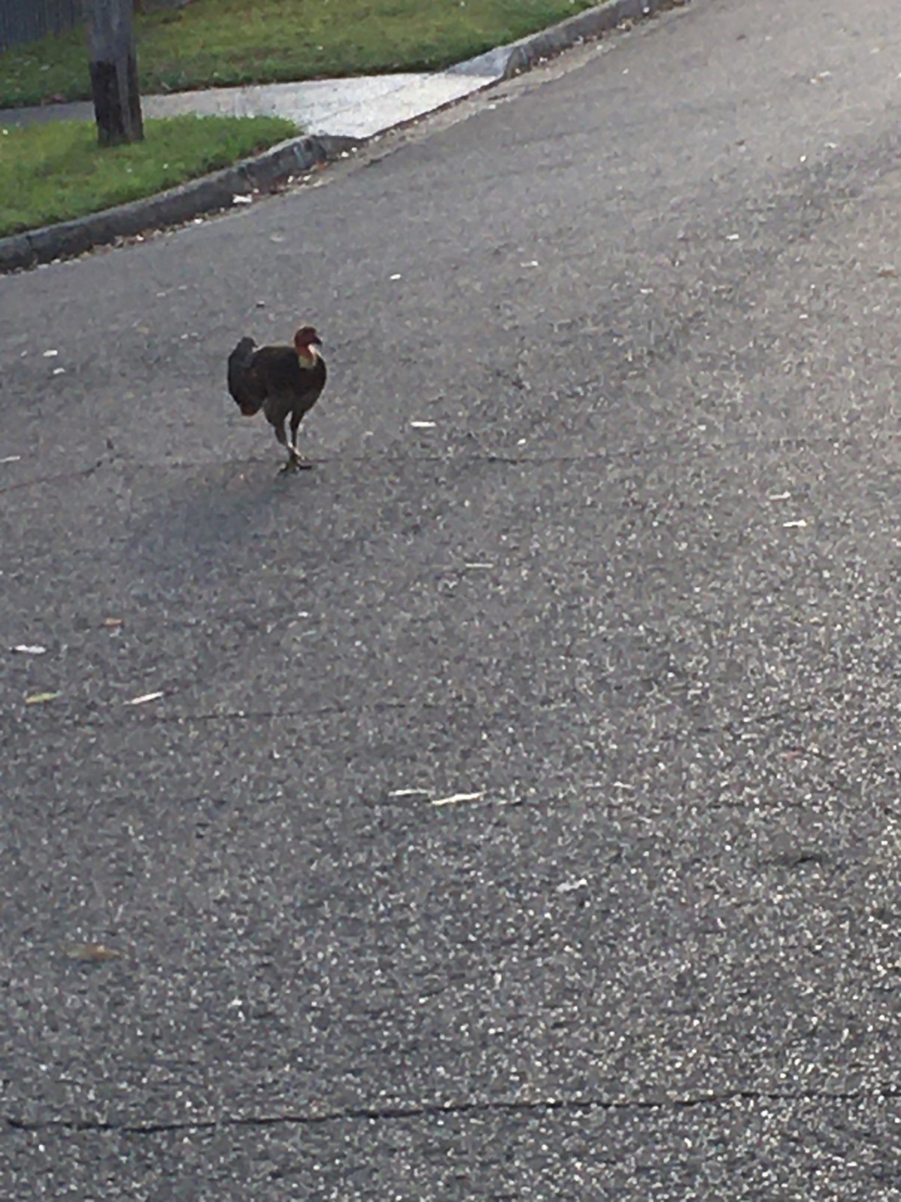 Brush-turkey in Big City Birds App spotted by Margaret Scott on 17.12.2020