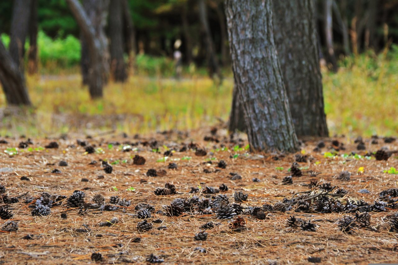 Surface Vegetation