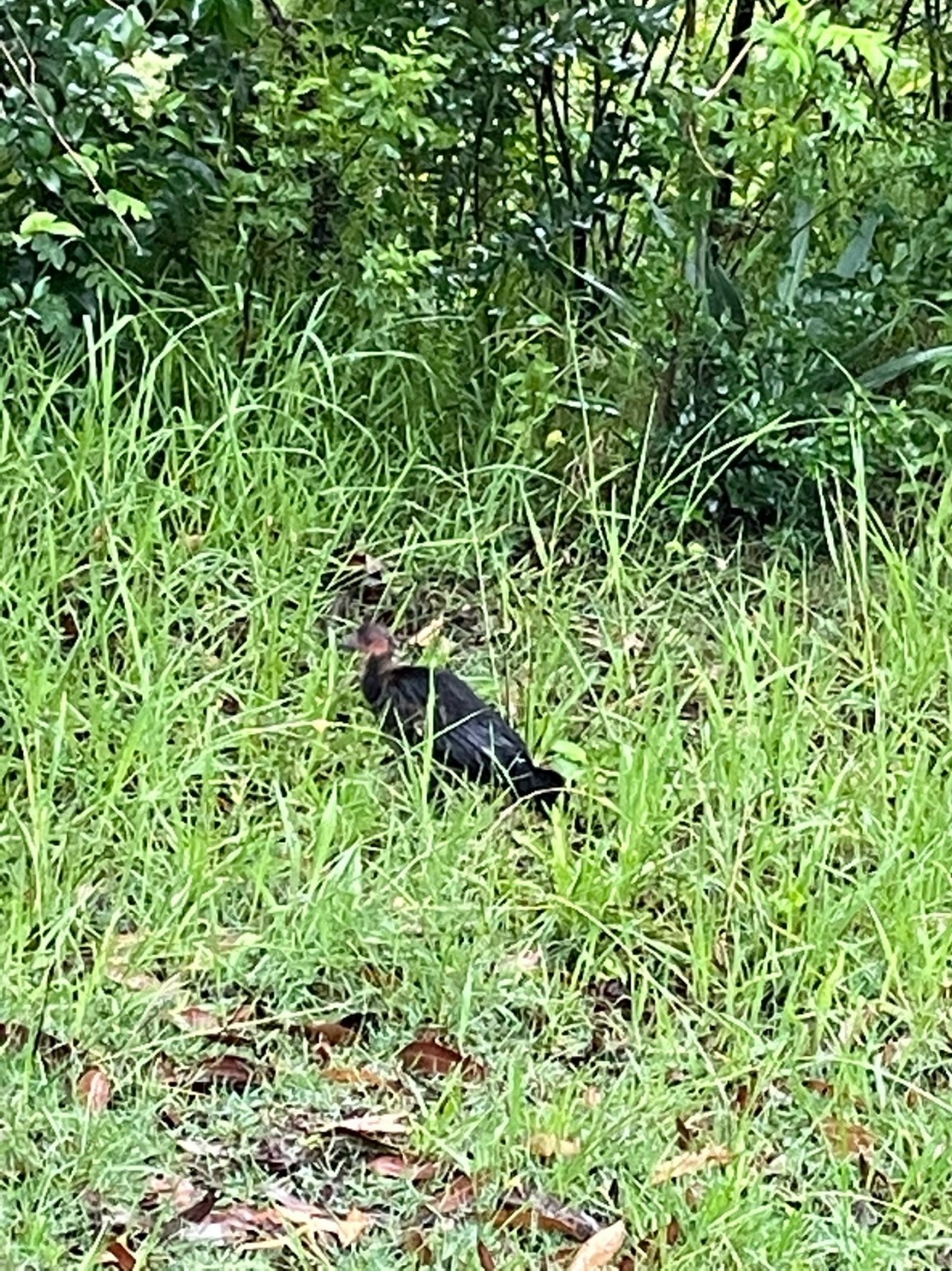 Brush-turkey in Big City Birds App spotted by John Newton on 30.12.2020