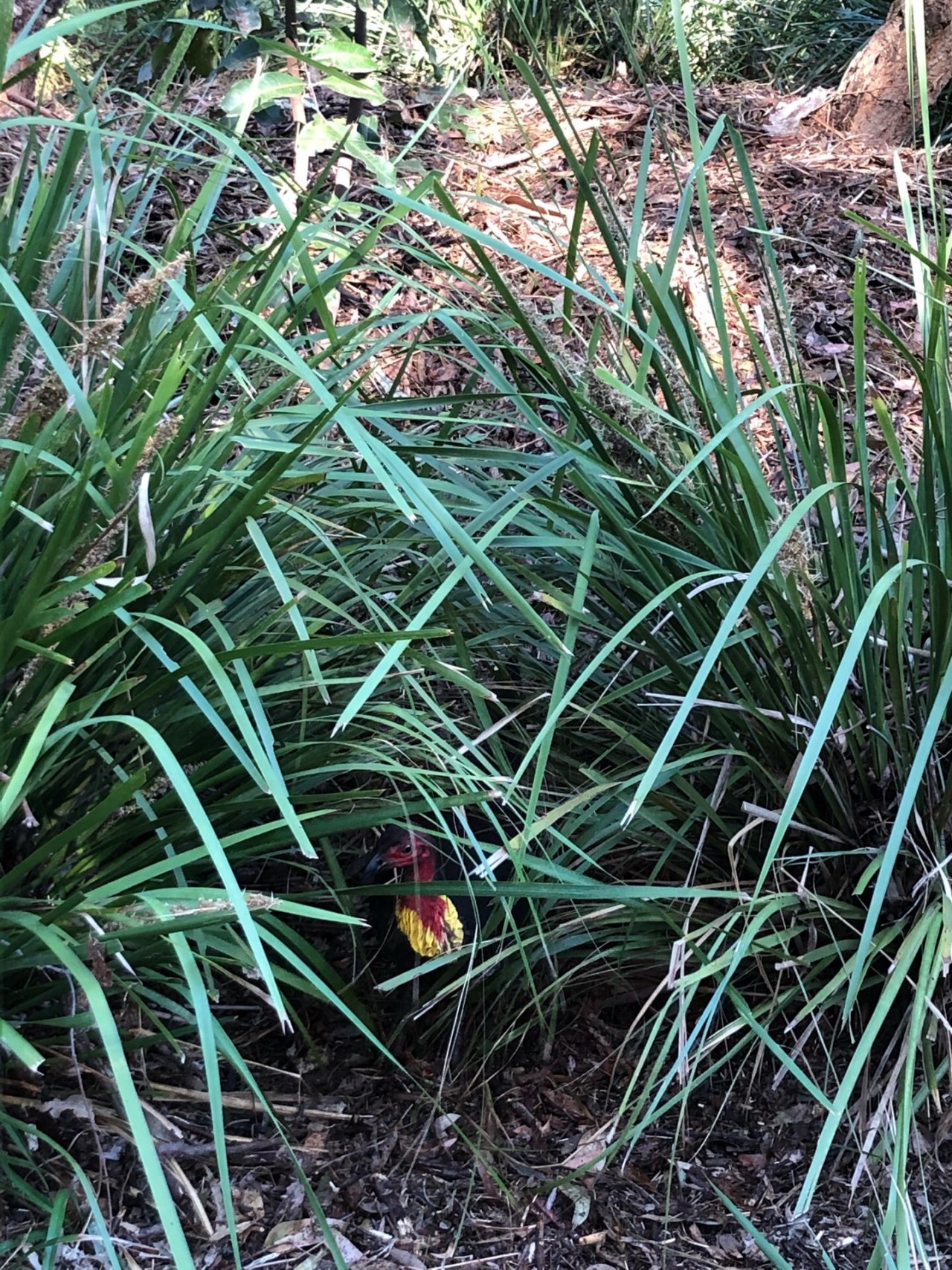 Brush-turkey in Big City Birds App spotted by roewenw on 26.01.2021