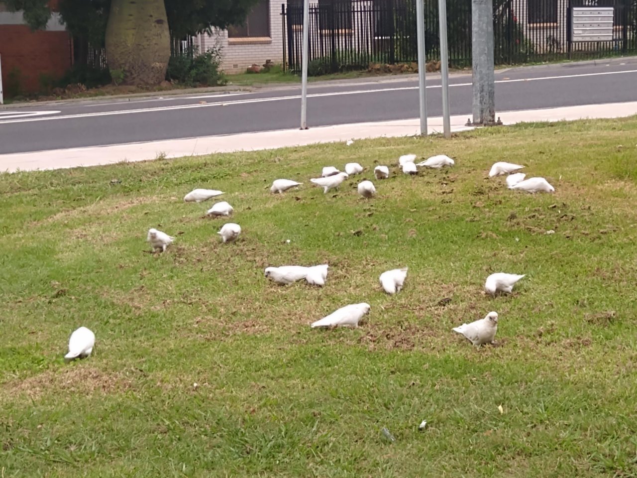 Little Corella in Big City Birds App spotted by Anna on 18.02.2021