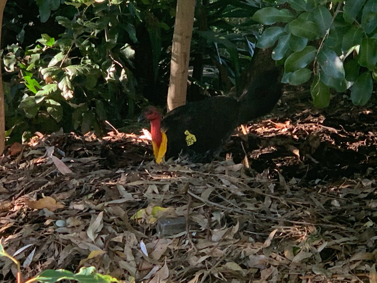 Brush-turkey in Big City Birds App spotted by John Martin on 23.12.2020