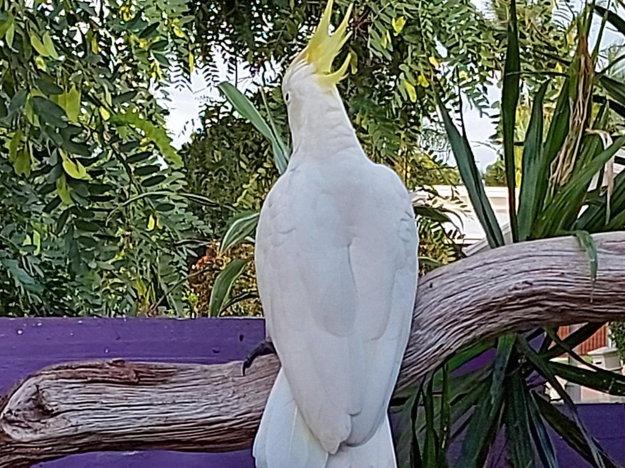 Sulphur-crested Cockatoo in Big City Birds App spotted by Feather on 11.02.2021