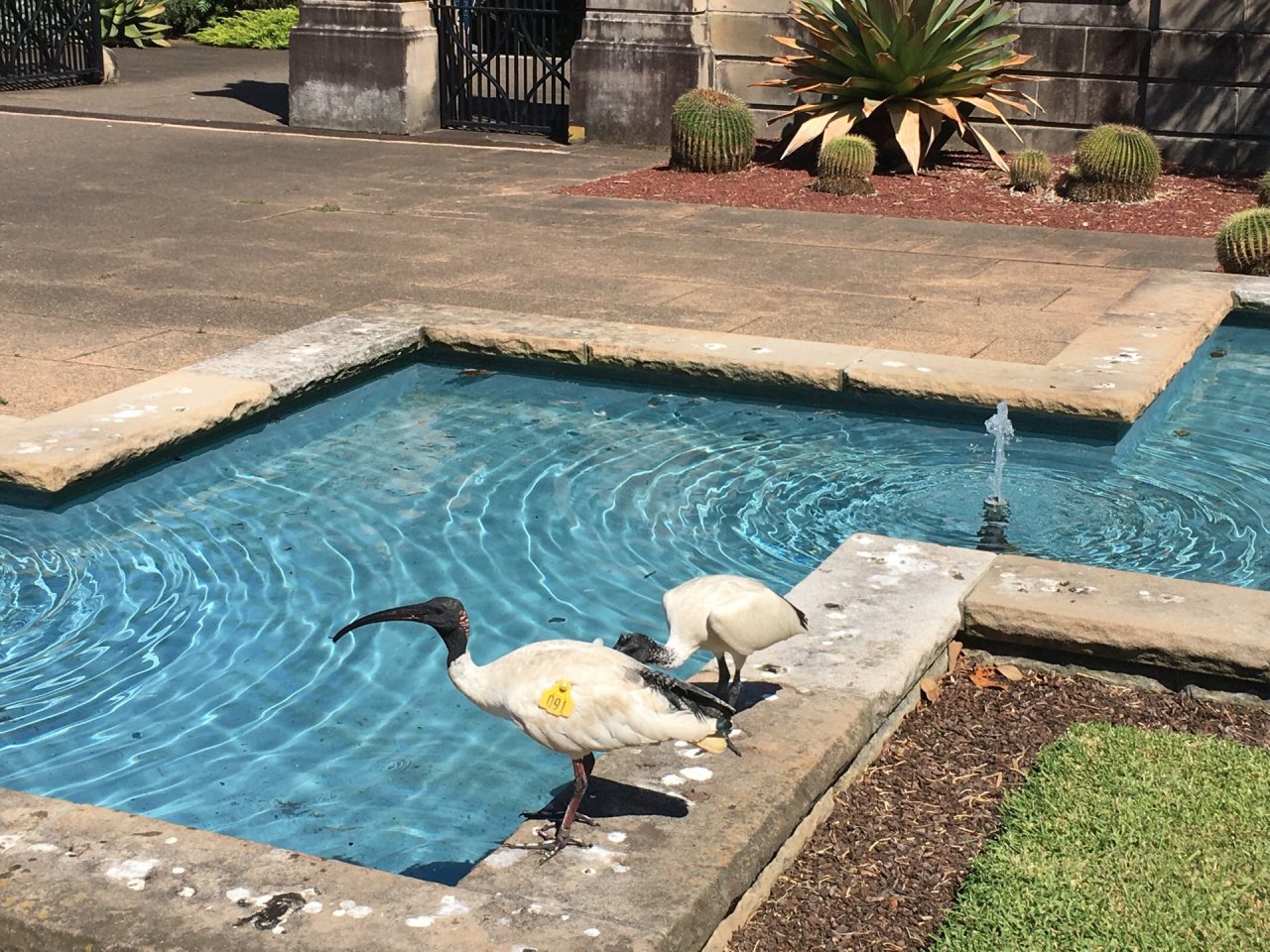 White Ibis in Big City Birds App spotted by Janegregory on 22.01.2021