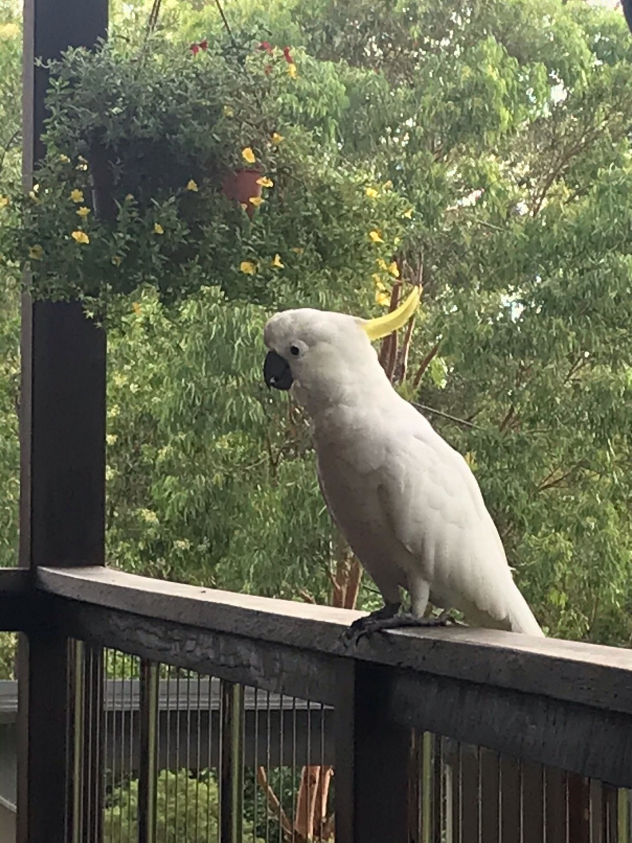 Sulphur-crested Cockatoo in Big City Birds App spotted by Thurbonator on 18.12.2020