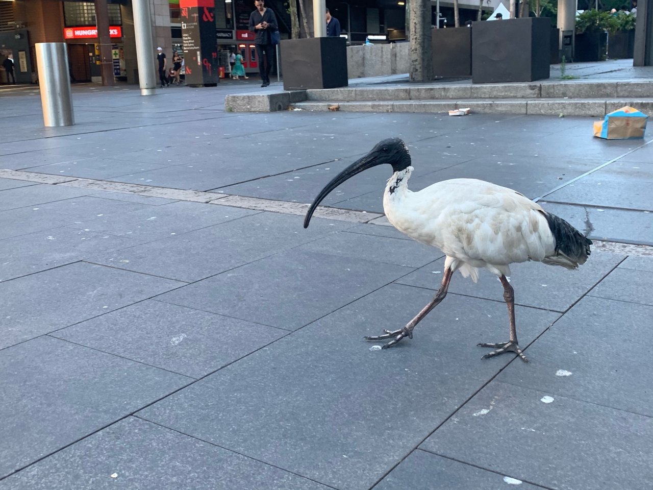 White Ibis in Big City Birds App spotted by John Martin on 16.01.2021