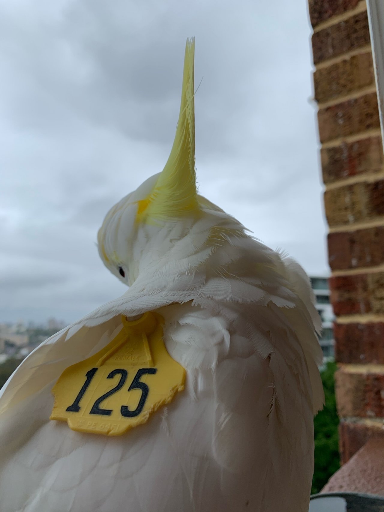 Sulphur-crested Cockatoo in Big City Birds App spotted by Sparky on 27.02.2021