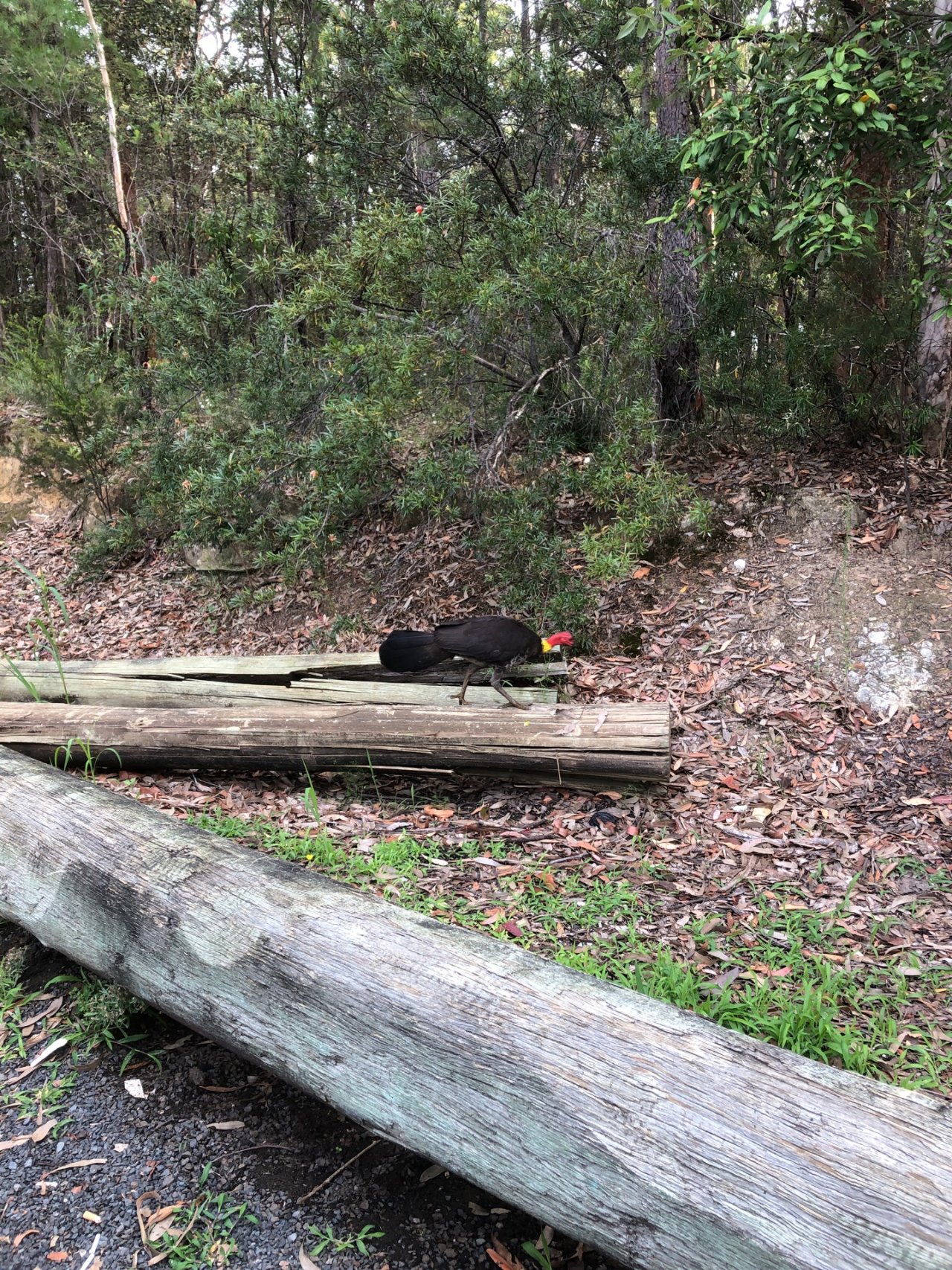 Brush-turkey in Big City Birds App spotted by Cameron Webb on 24.12.2020