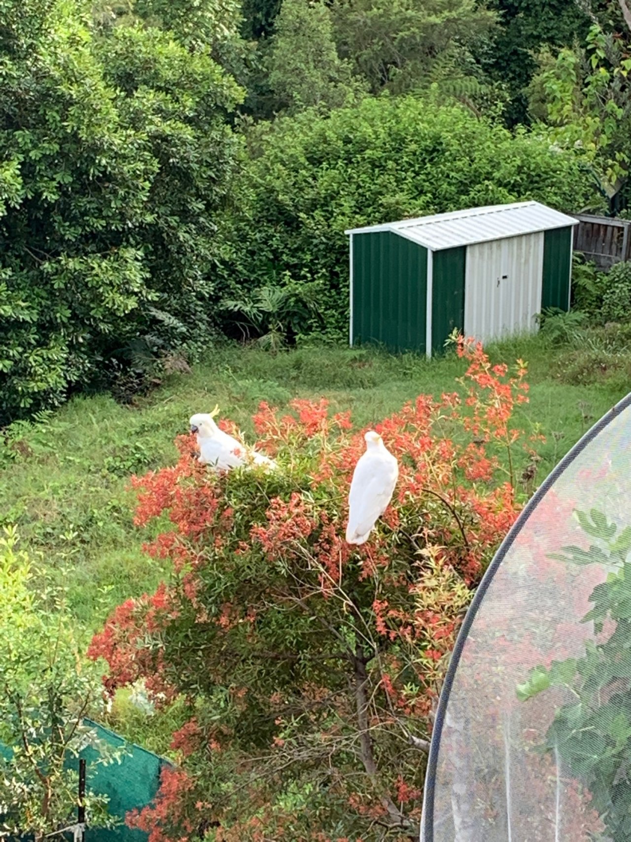 Sulphur-crested Cockatoo in Big City Birds App spotted by Janine Martin on 24.12.2020