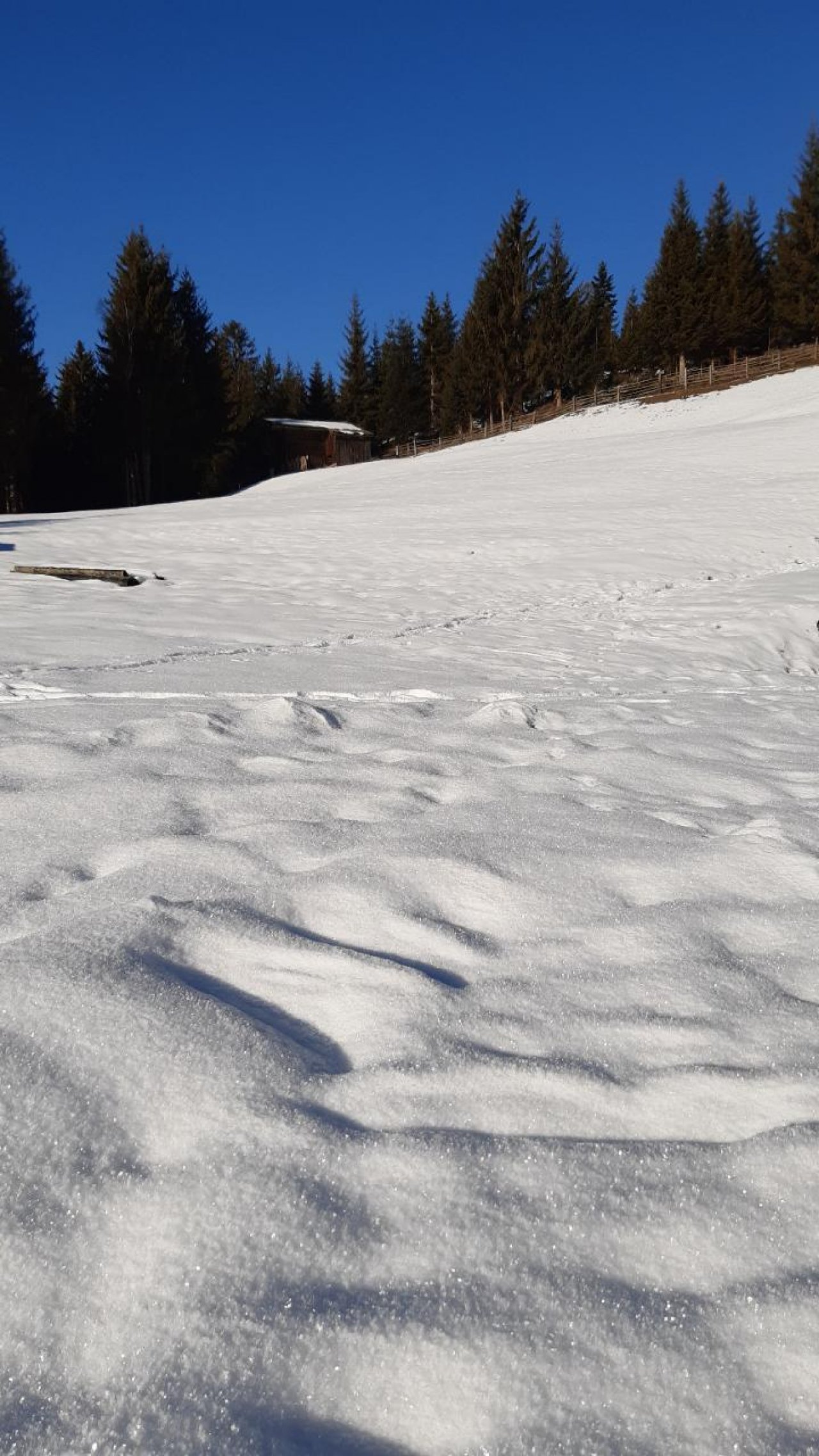 Zusammenhängende Schneedecke in Naturkalender App spotted by Steinbock on 11.01.2021