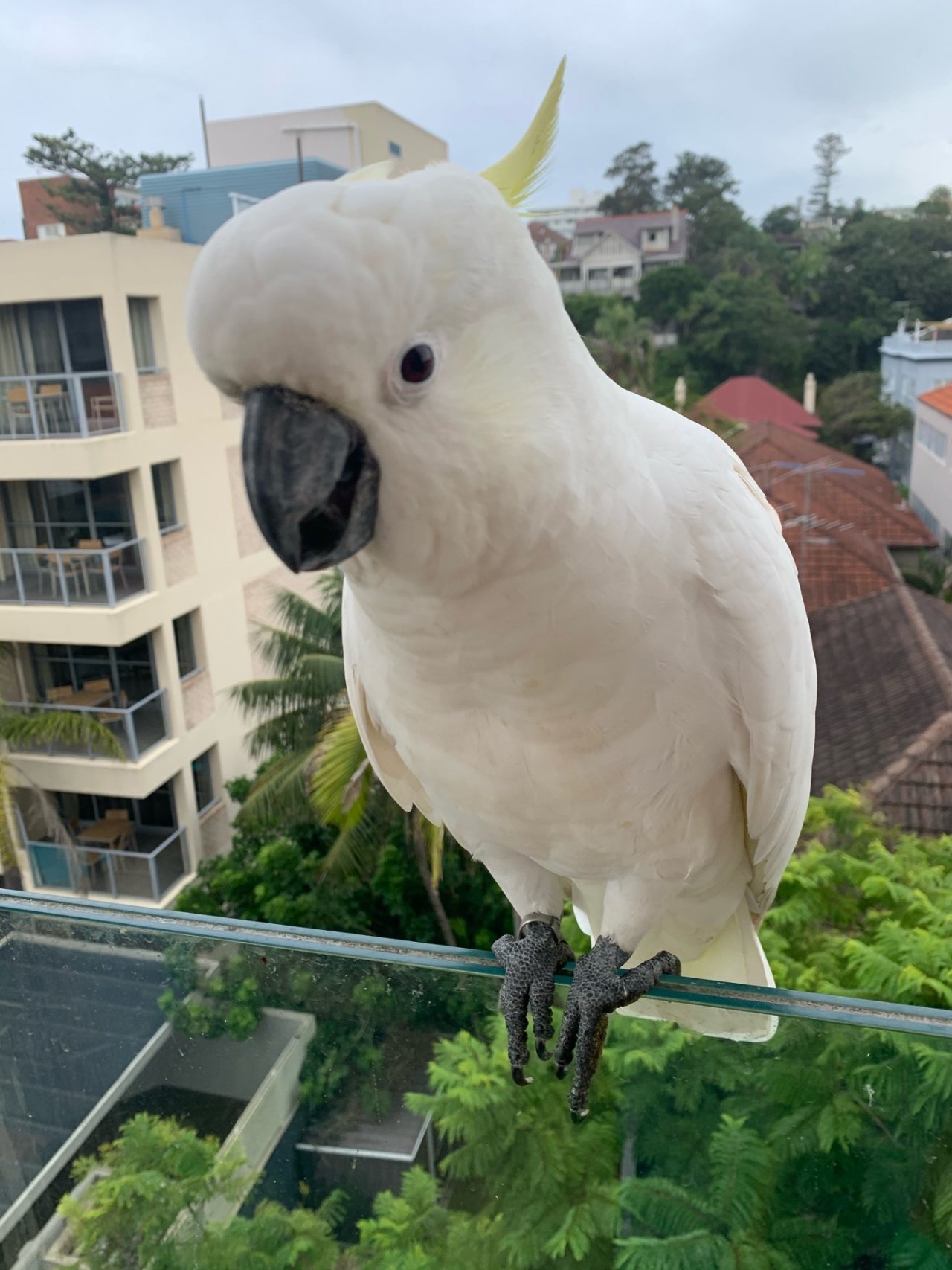 Sulphur-crested Cockatoo in Big City Birds App spotted by Susan on 25.02.2021