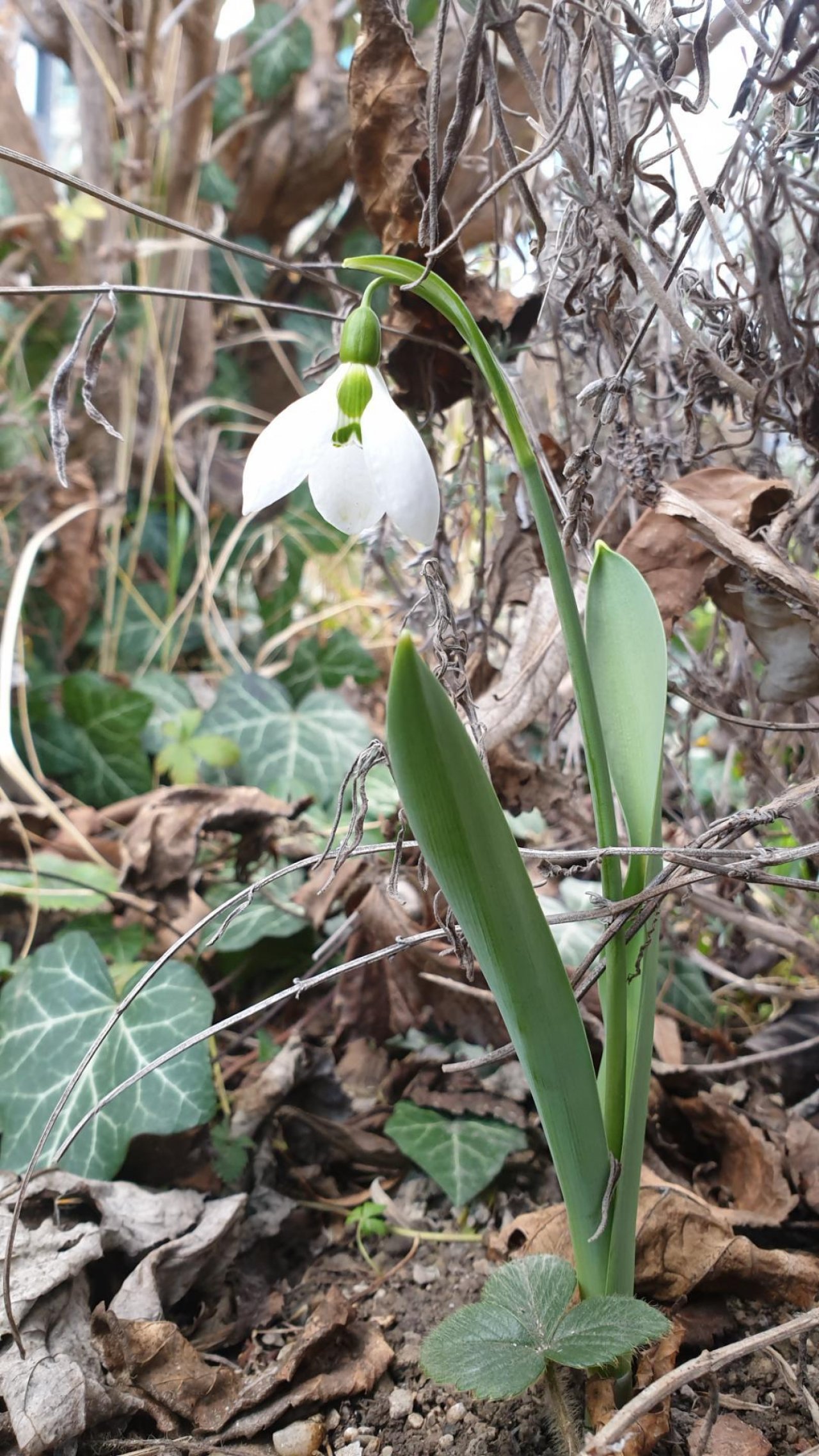 Plants in NatureSpots App spotted by Ka vonSeiten on 21.02.2021