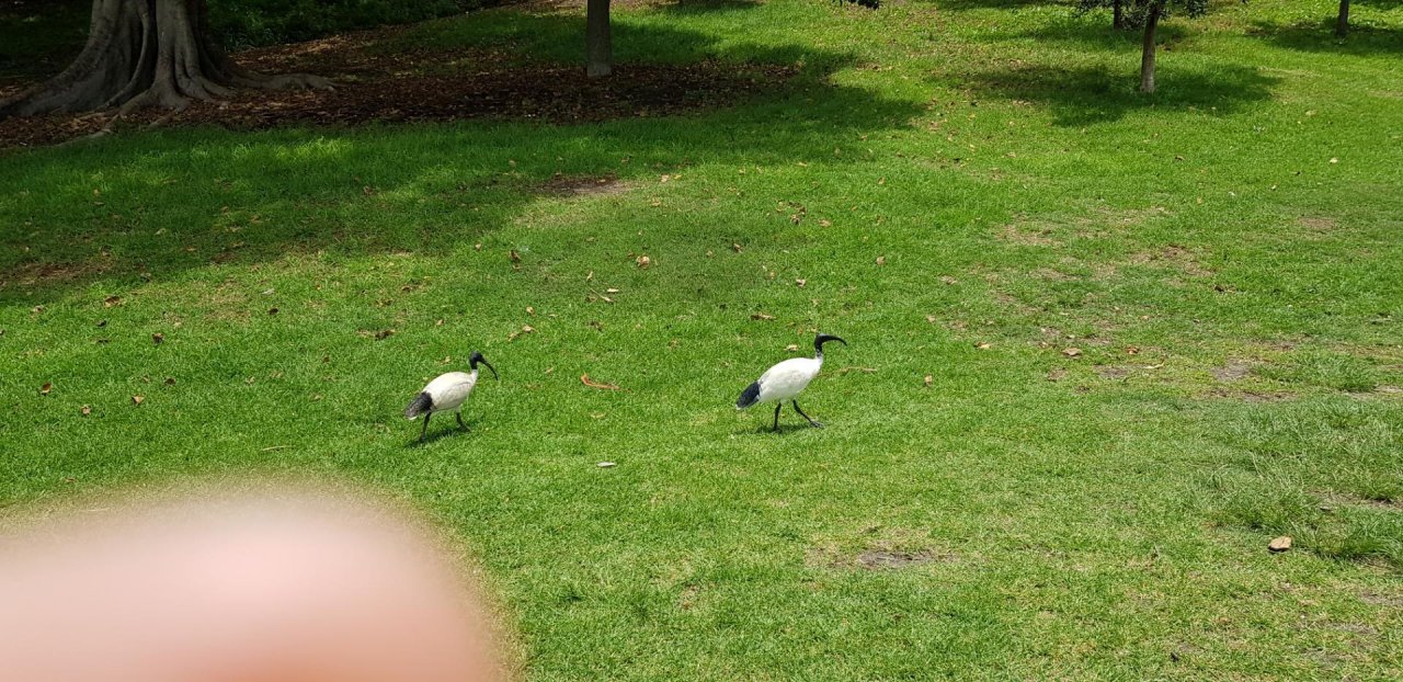 White Ibis in Big City Birds App spotted by Megant01 on 31.12.2020