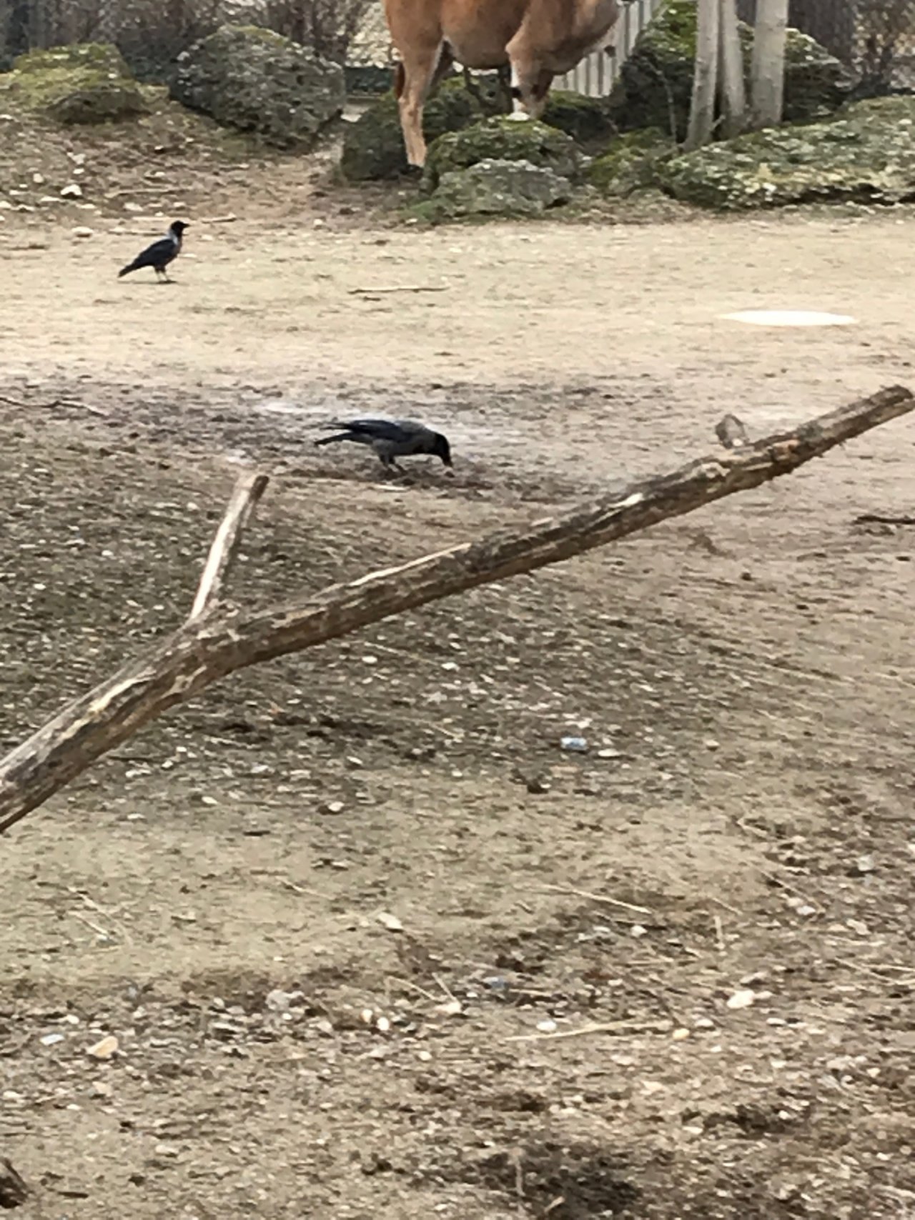 Hybrid (Carrion / Hooded) in KraMobil App spotted by TheMedicineMan on 20.02.2021
