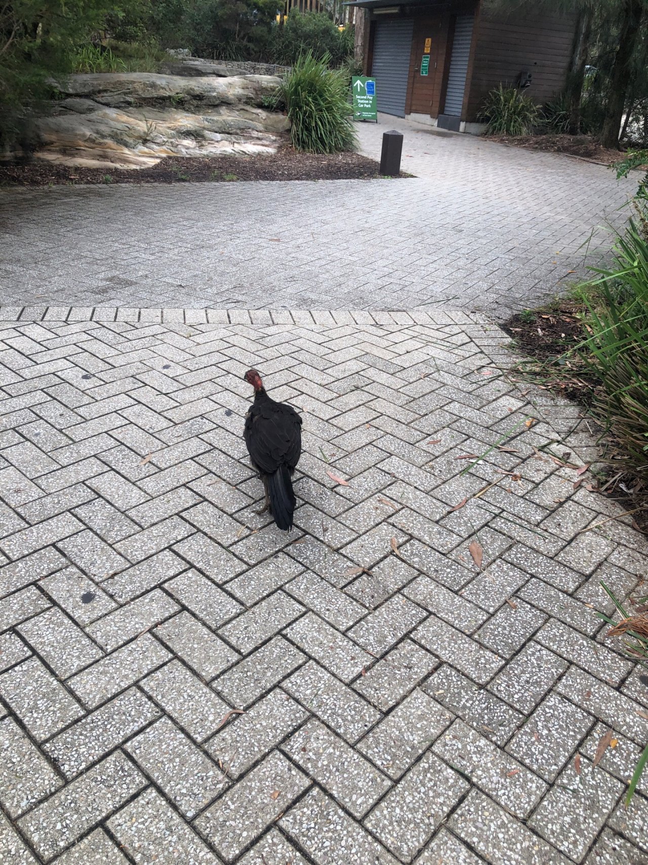 Brush-turkey in Big City Birds App spotted by Cait on 15.12.2020