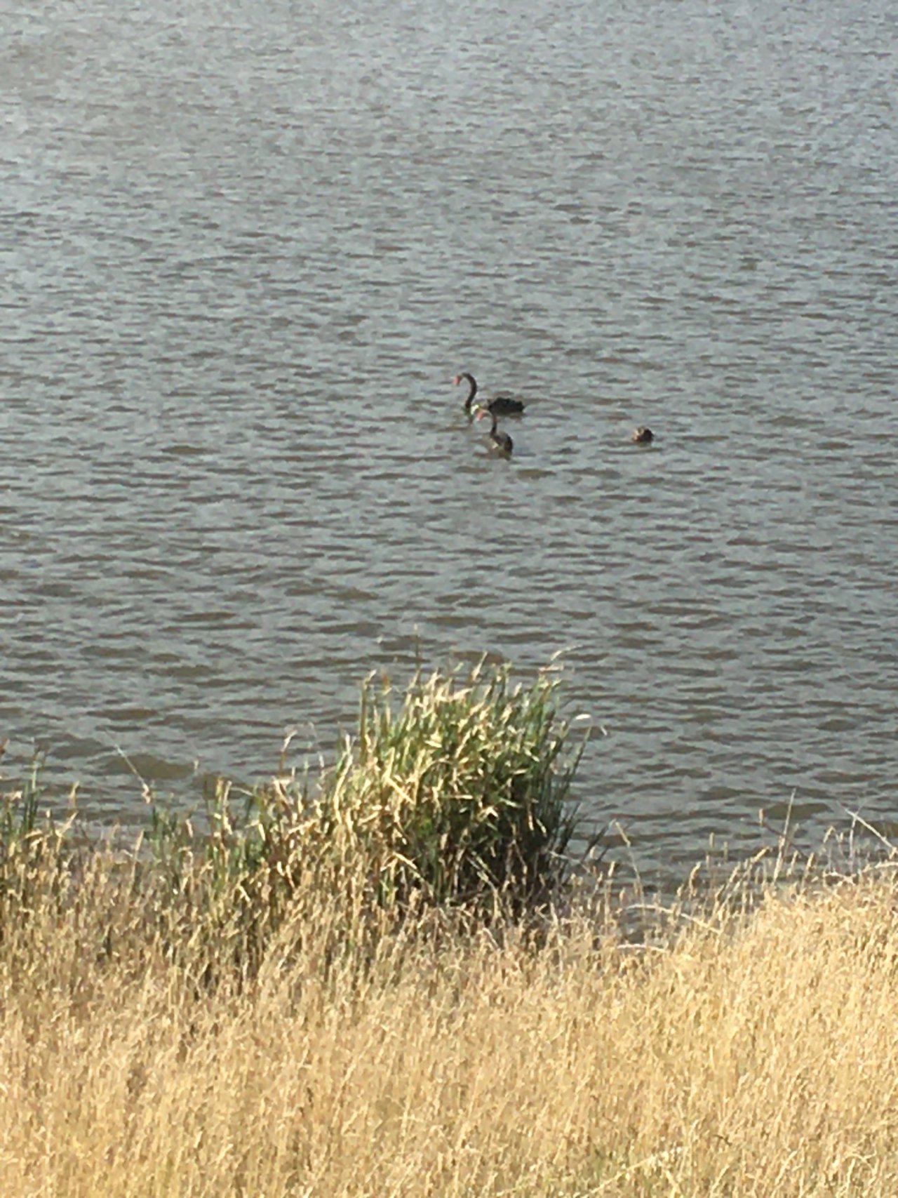 Black Swan in ClimateWatch App spotted by Amanda Bruhn on 16.02.2021