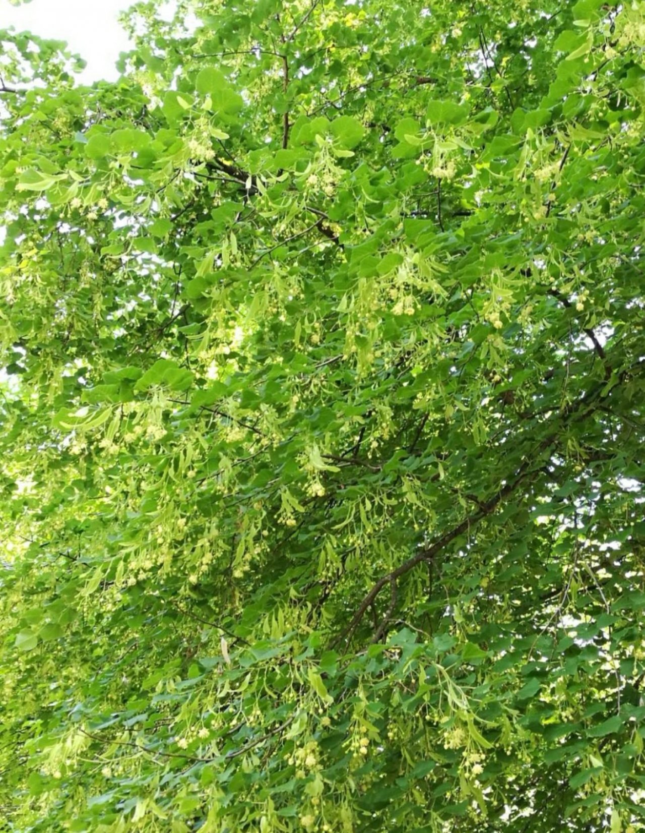 Plants in NatureSpots App spotted by Insectsvienna on 09.06.2019