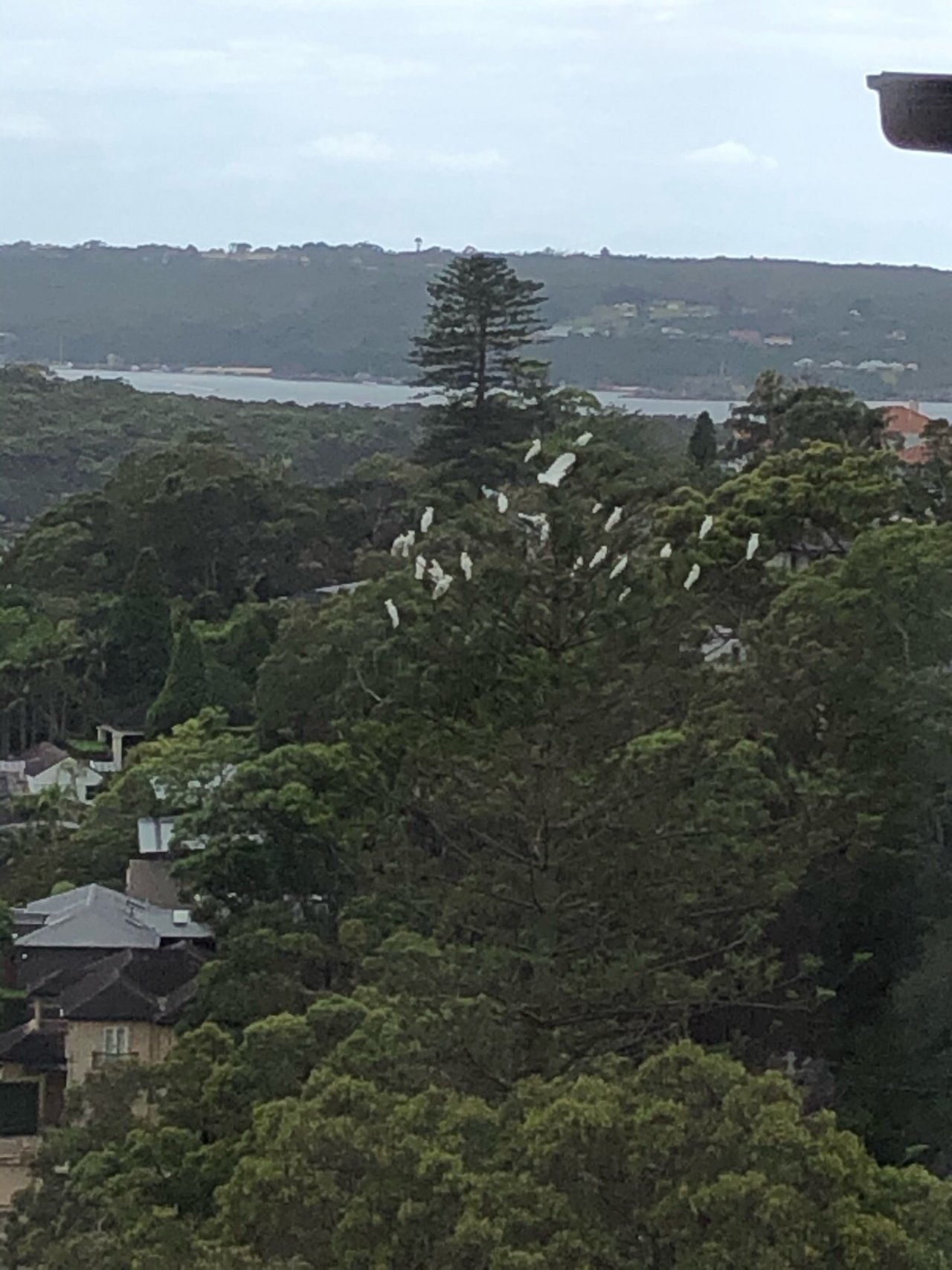 Sulphur-crested Cockatoo in Big City Birds App spotted by Cockie on 31.12.2020