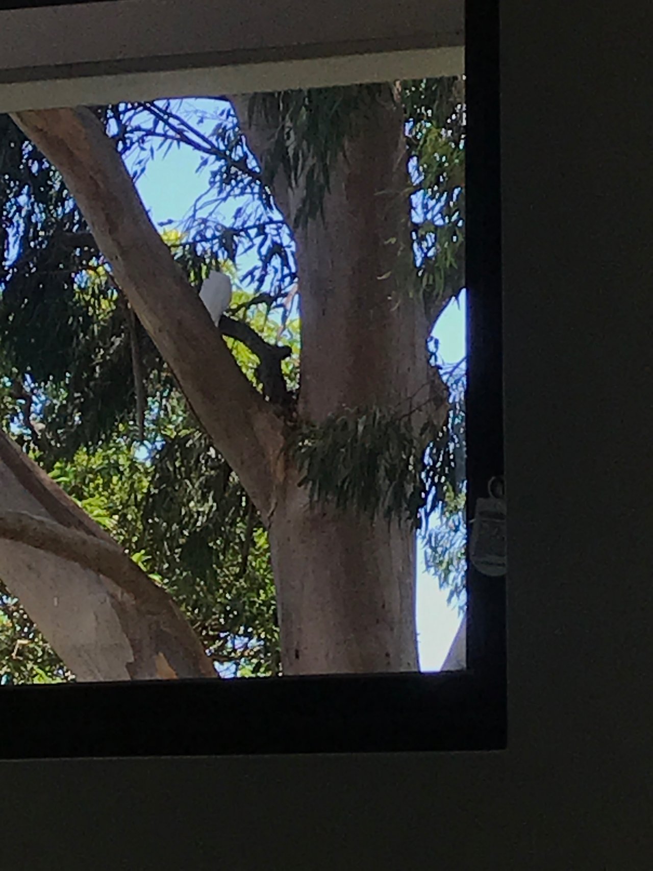 Sulphur-crested Cockatoo in Big City Birds App spotted by ArinK89 on 04.02.2021