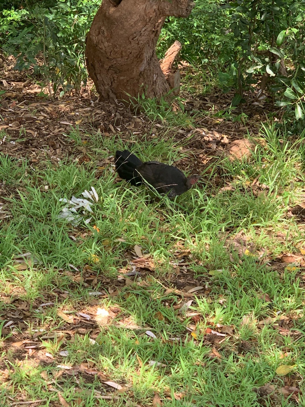 Brush-turkey in Big City Birds App spotted by John Martin on 07.02.2021