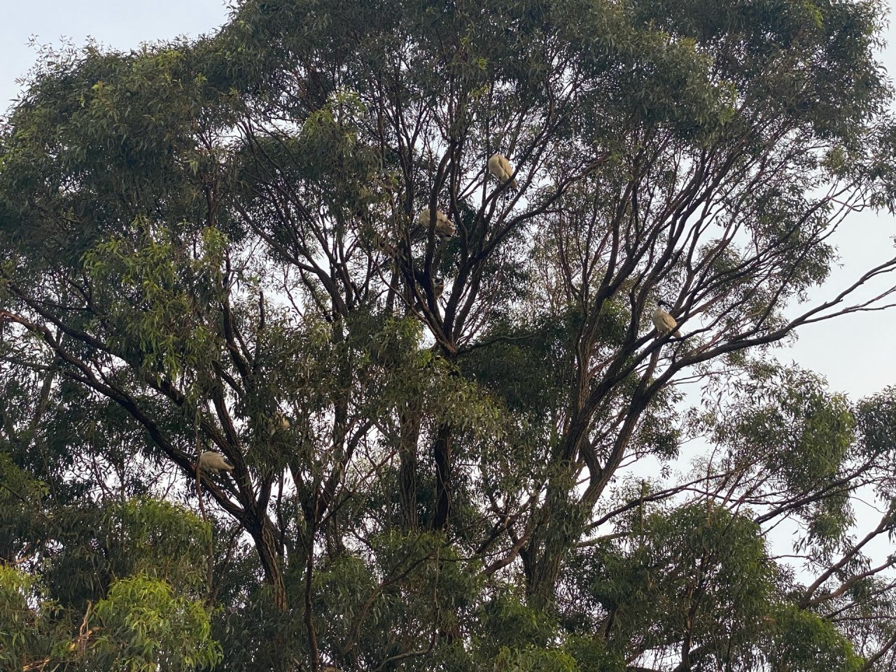 White Ibis in Big City Birds App spotted by Kirsten on 20.12.2020