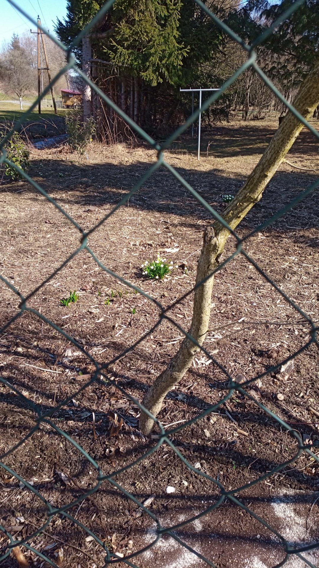 Frühlingsknotenblume in Naturkalender Burgenland App spotted by CorneliaM on 02.03.2021