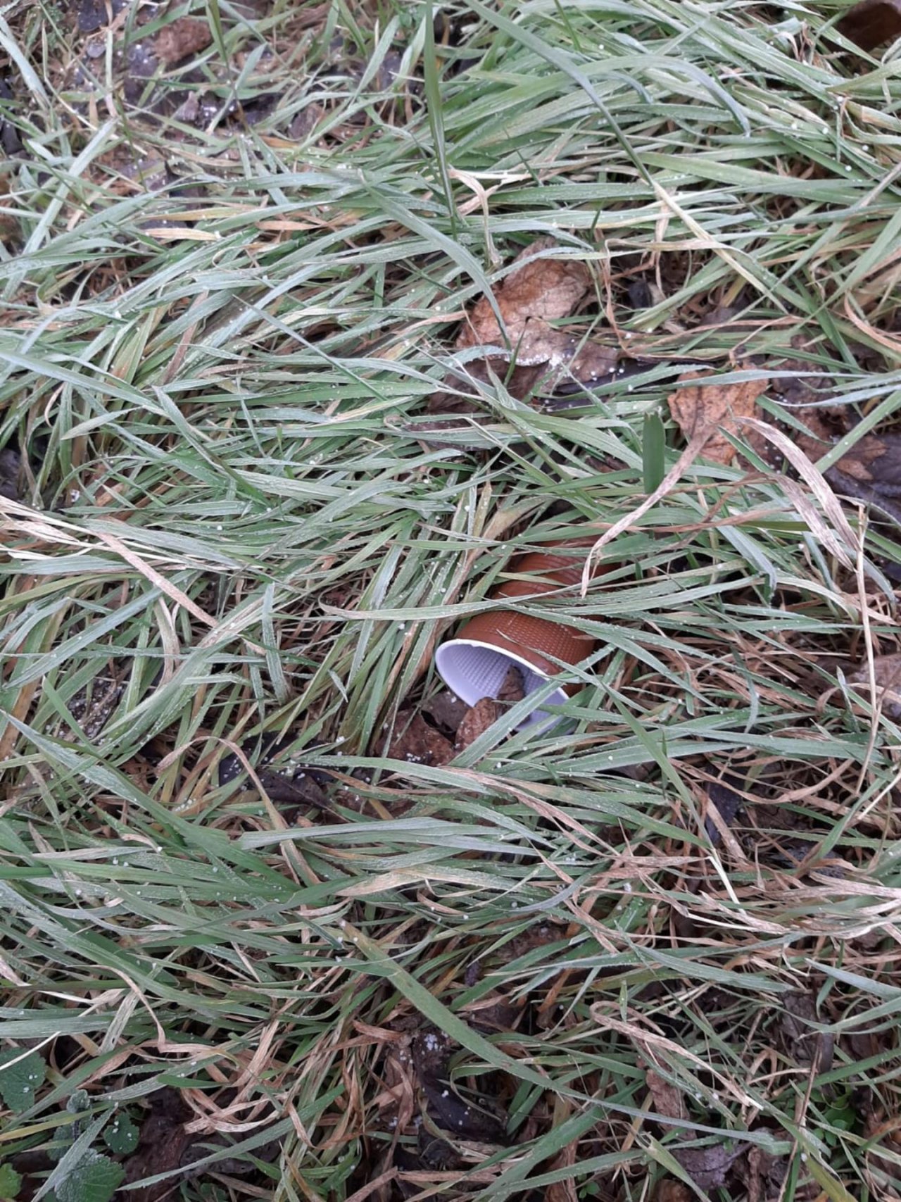 litter in DRECKSPOTZ | GLOBAL 2000 App spotted by Dreckspitz on 10.01.2021