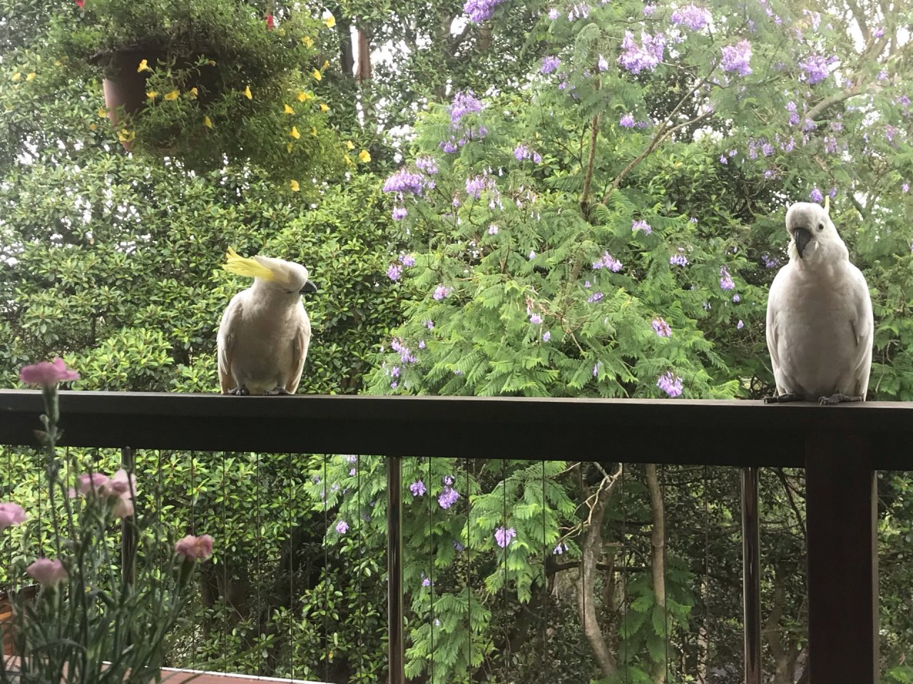 Sulphur-crested Cockatoo in Big City Birds App spotted by Thurbonator on 19.12.2020