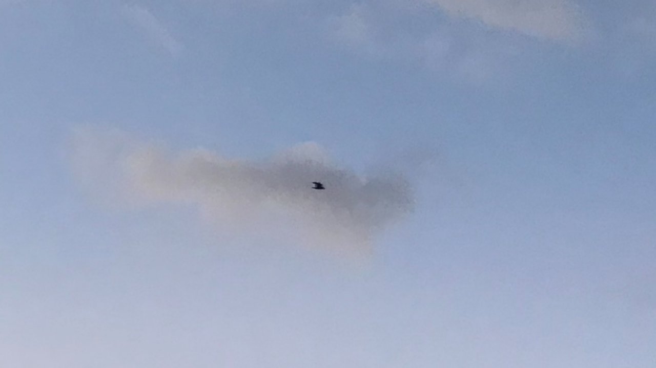 Carrion Crow in KraMobil App spotted by Maleit on 04.02.2021
