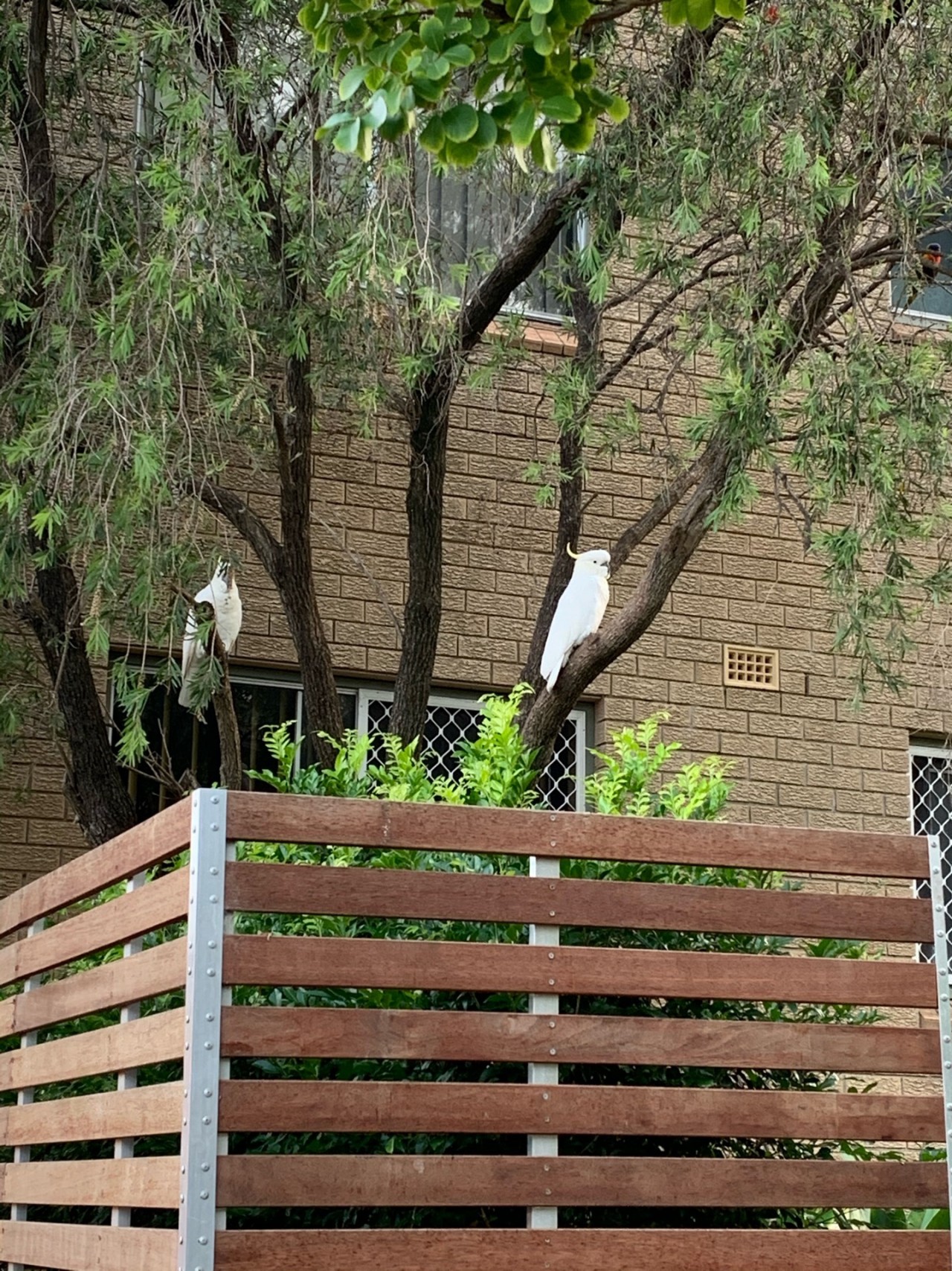 Sulphur-crested Cockatoo in Big City Birds App: 7 cockatoos waiting for a feed it appears .. spotted by Laurie McGuirk on 11.12.2020