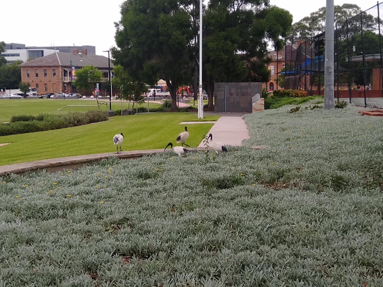 White Ibis in Big City Birds App spotted by Anna on 12.02.2021