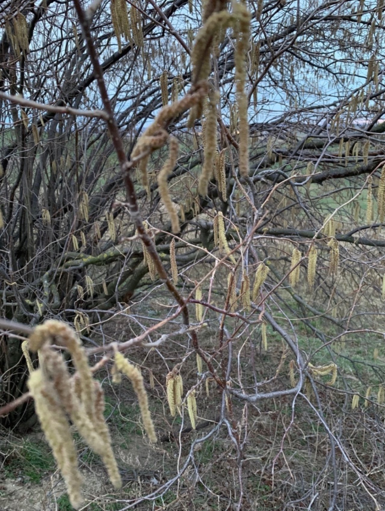 Haselstrauch in Naturkalender App spotted by Franz on 24.02.2020