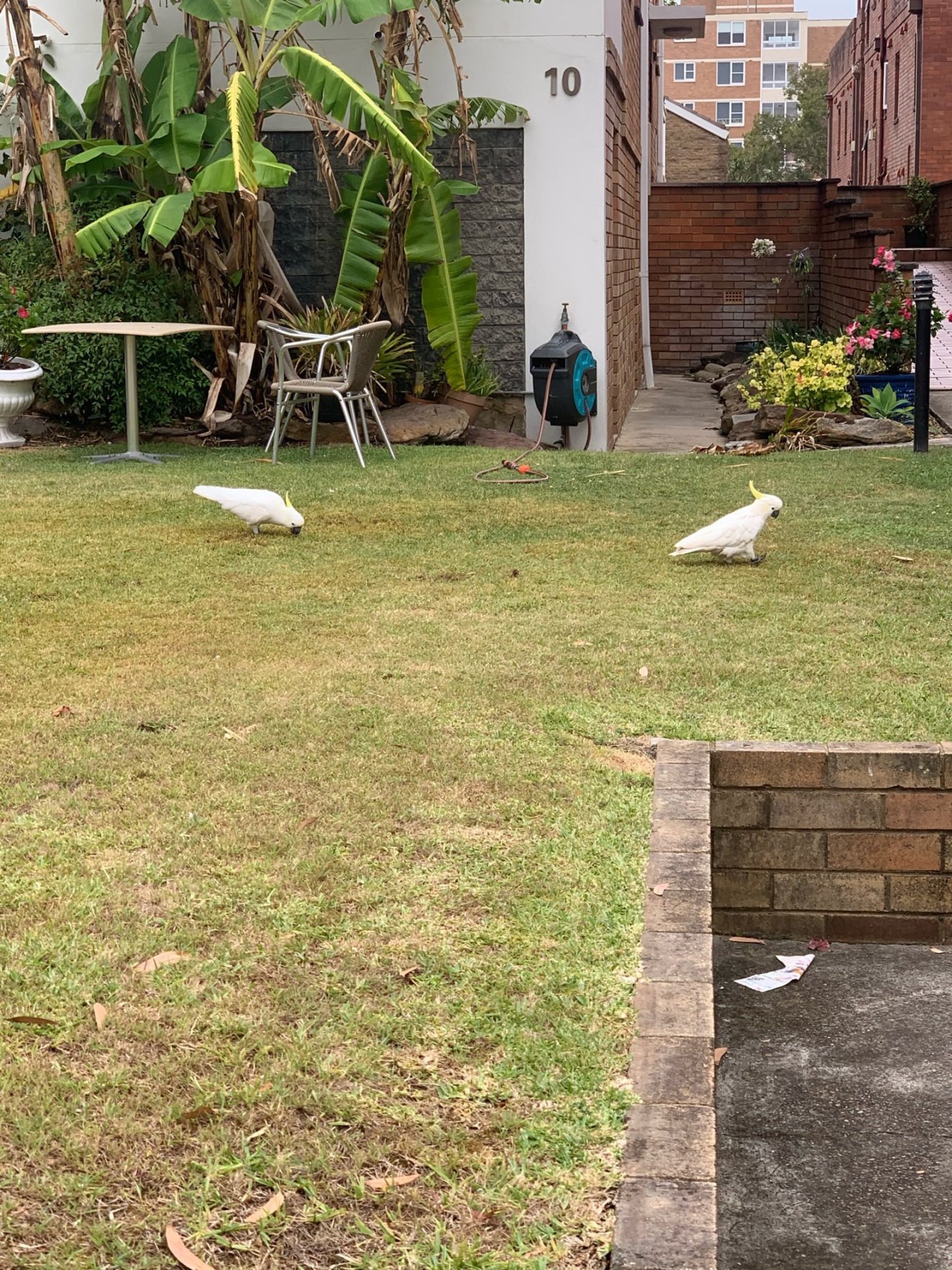 Sulphur-crested Cockatoo in Big City Birds App spotted by John Martin on 15.12.2020