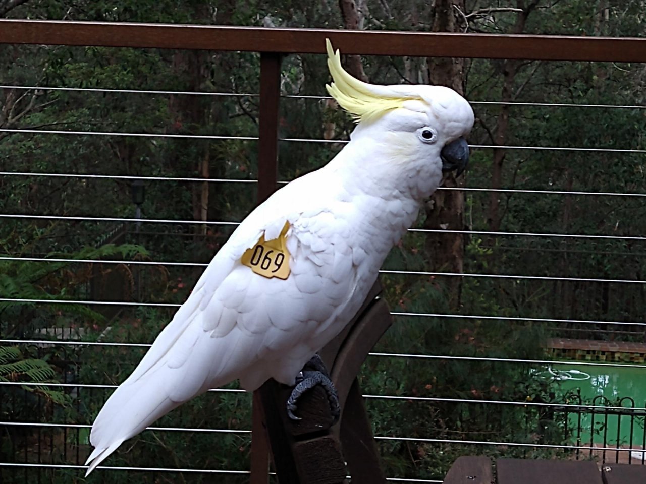 Sulphur-crested Cockatoo in Big City Birds App spotted by John Kalman on 13.12.2020