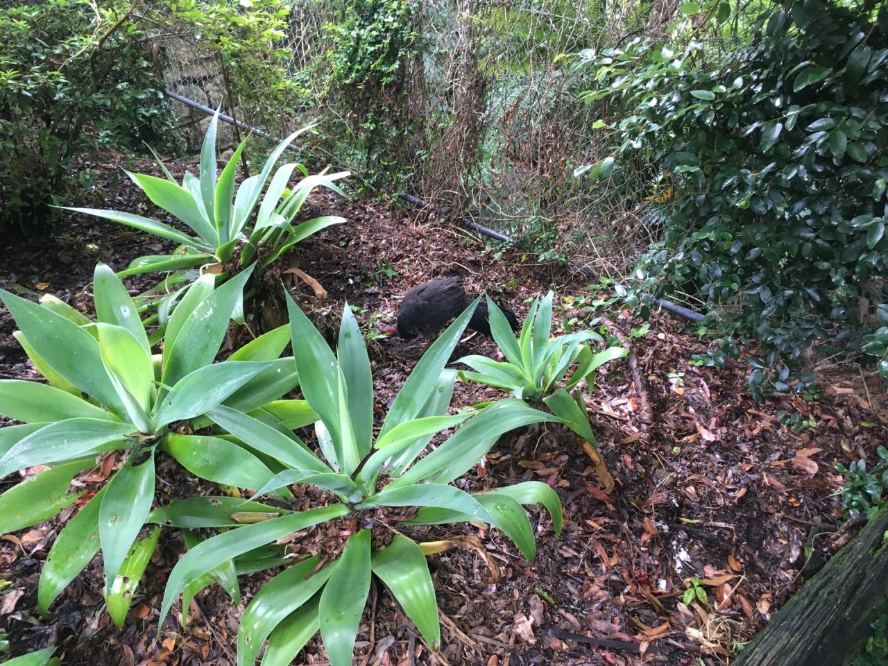 Brush-turkey in Big City Birds App spotted by Irina on 19.12.2020