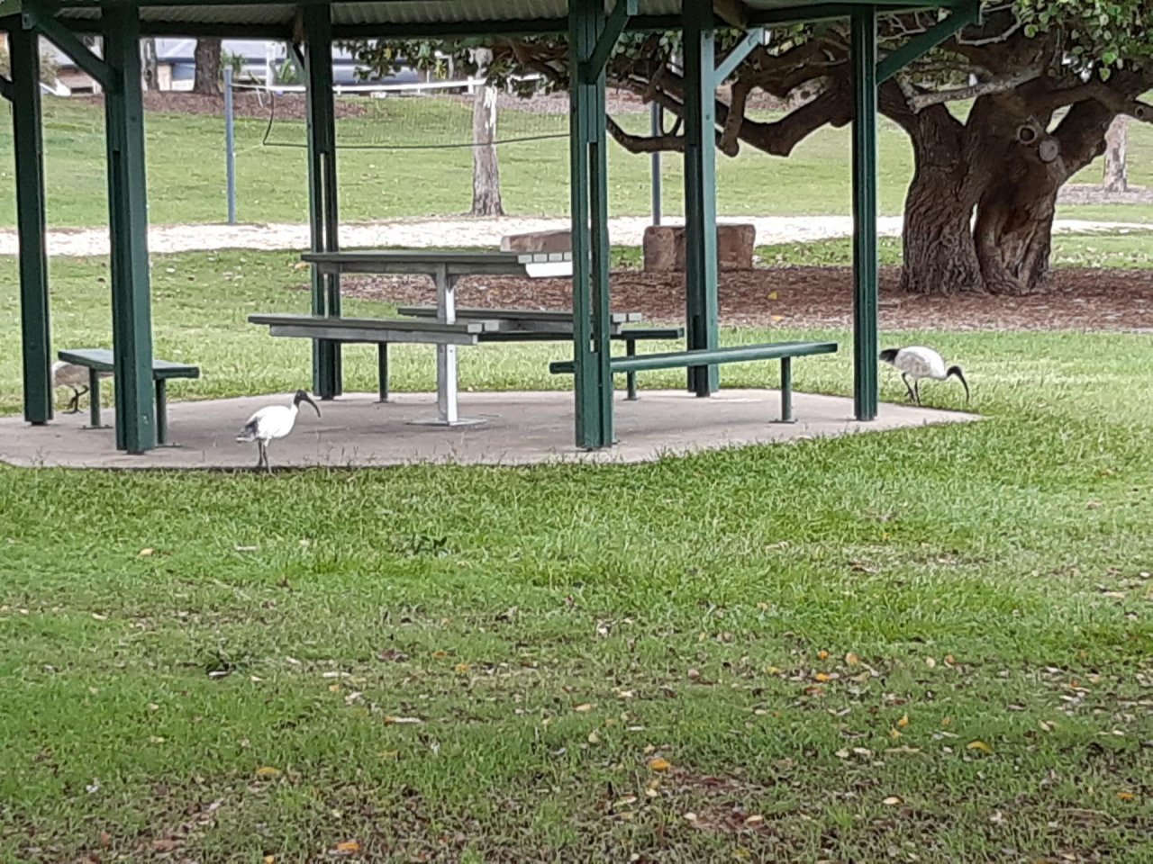 White Ibis in Big City Birds App spotted by Feather on 01.01.2021