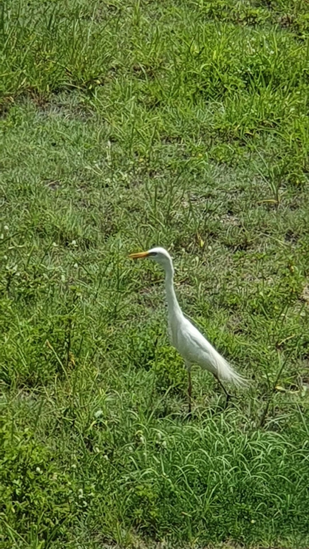 Other bird in Big City Birds App spotted by Amber on 02.01.2021